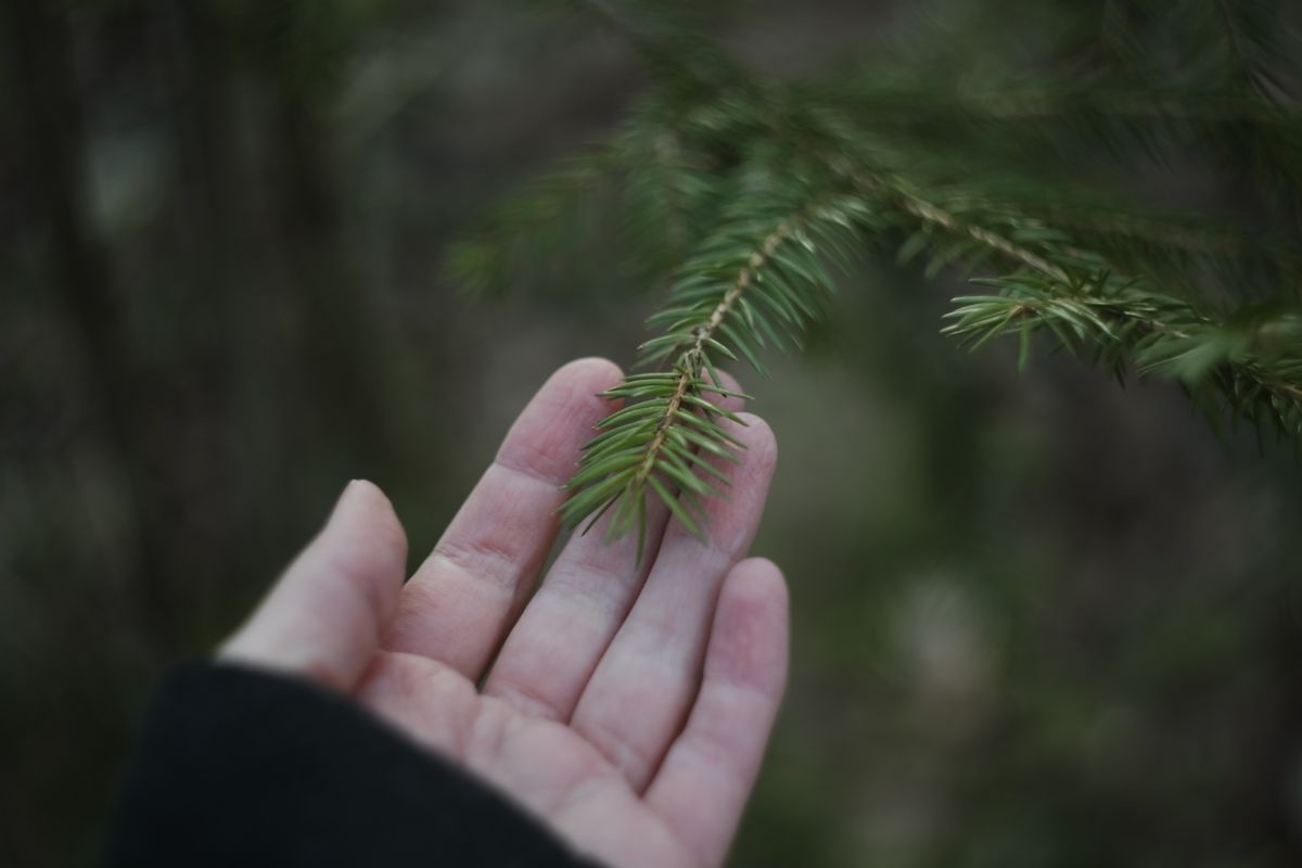 Baum Tree Care